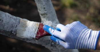Irreparable Schäden an Obstbäumen durch frühzeitige Rindenbehandlung vermeiden